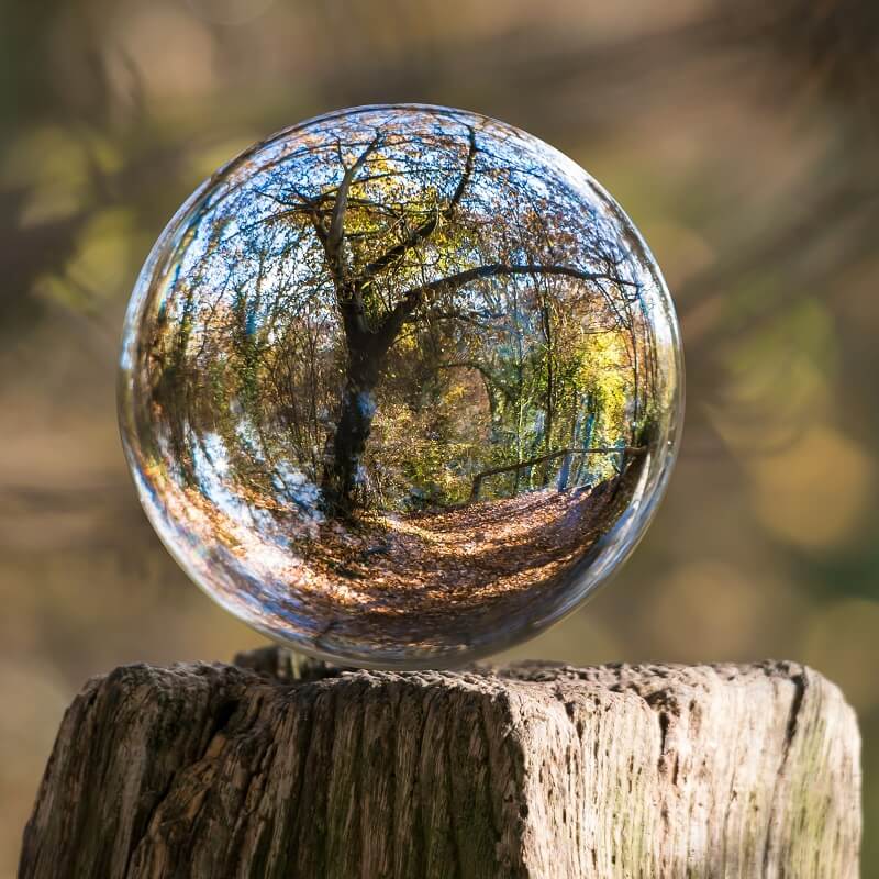 De la biophilie à la mosaïque