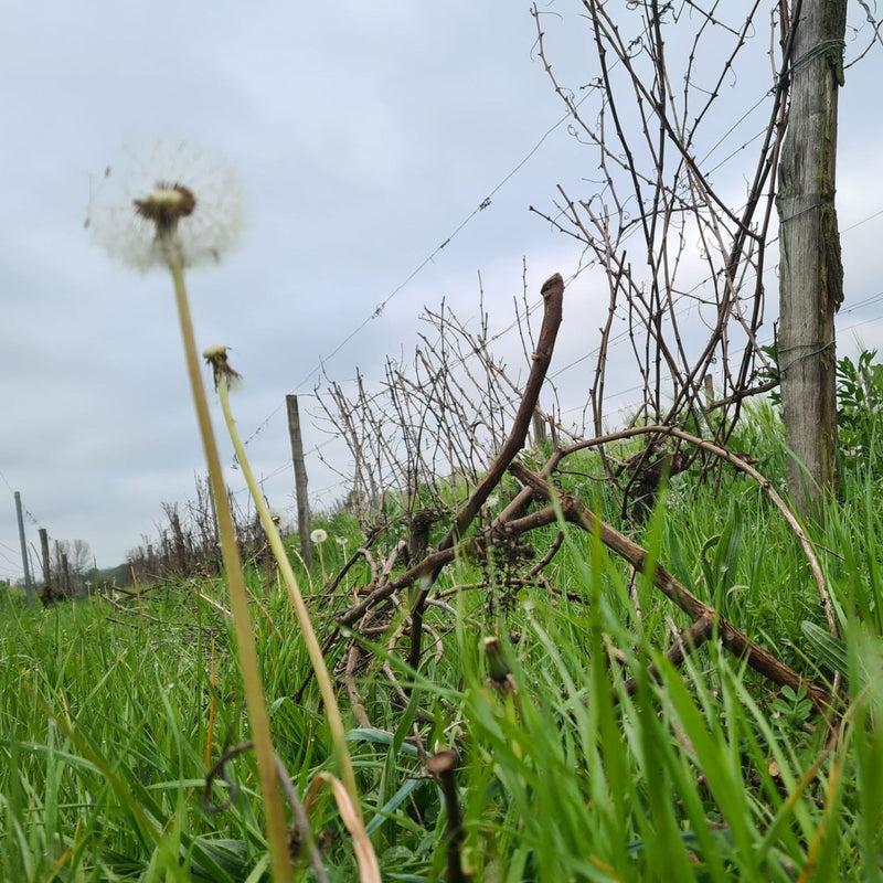 La Gazette Mosaïqu'ella n°8