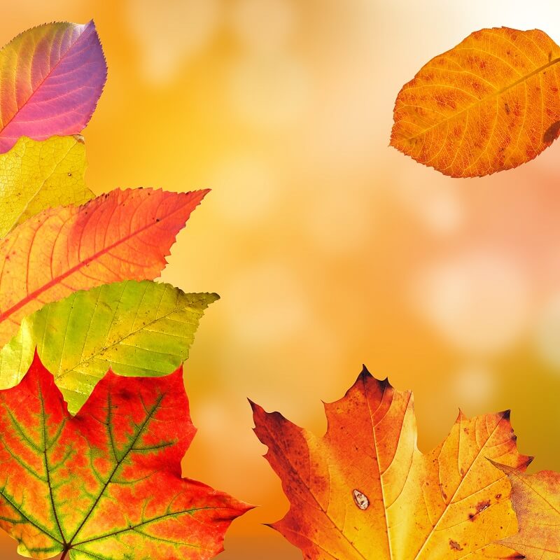 Quelles sont les bonnes associations de couleur dans la mosaïque